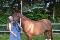 Soletherapie für Pferde bietet das inhalieren in der Solekammer und verflüssigt den zähen Schleim
