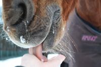 Im Bocholter Münsterland bieten wir eine Soletherapiekonzept für Pferde an